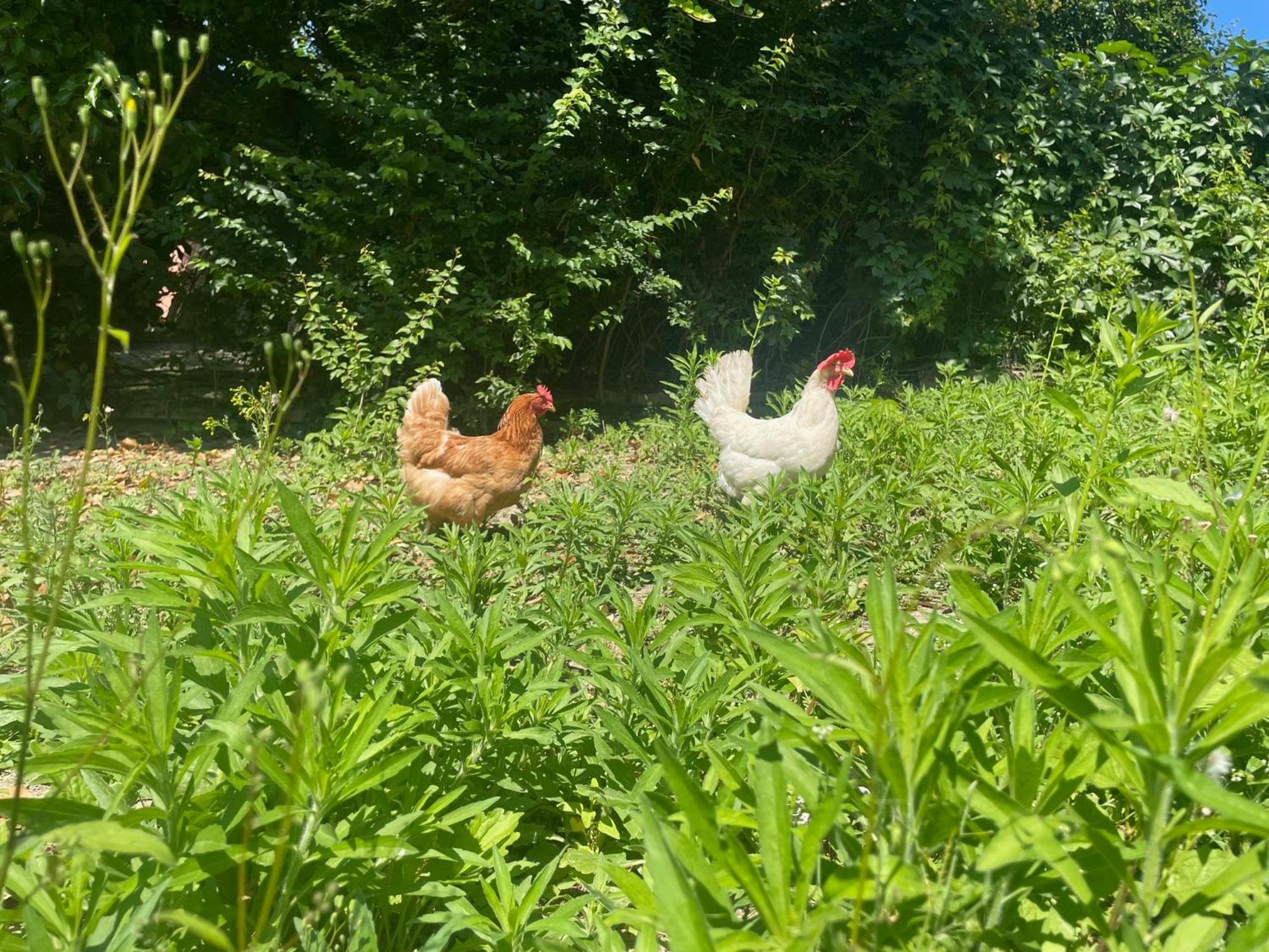 Agriturismo La Mussia Castelnuovo  Dış mekan fotoğraf