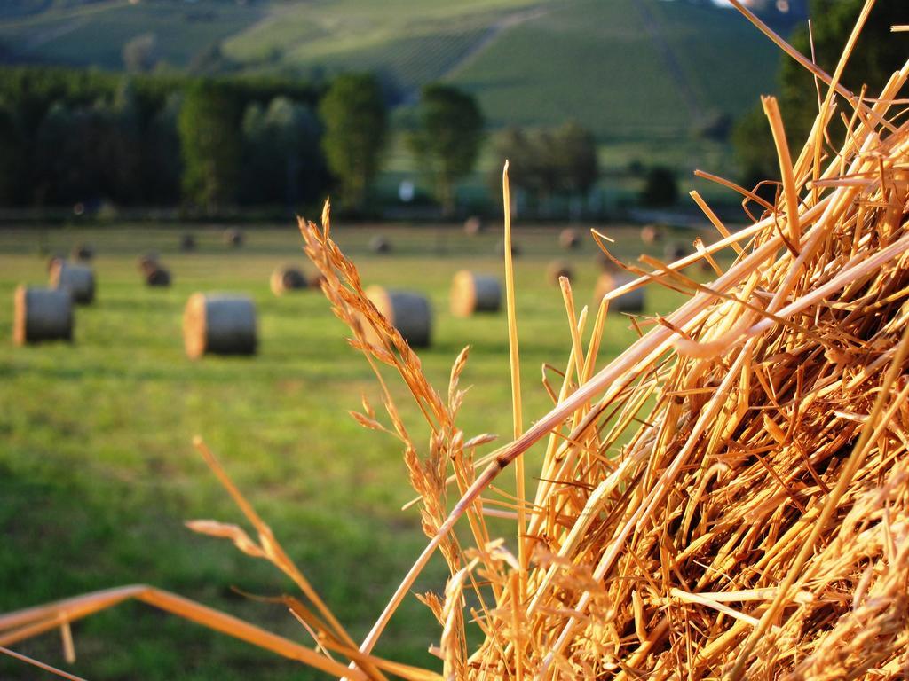 Agriturismo La Mussia Castelnuovo  Dış mekan fotoğraf